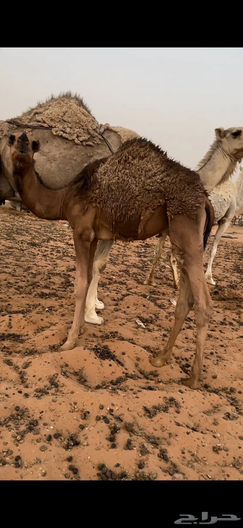 قعود لباني 3