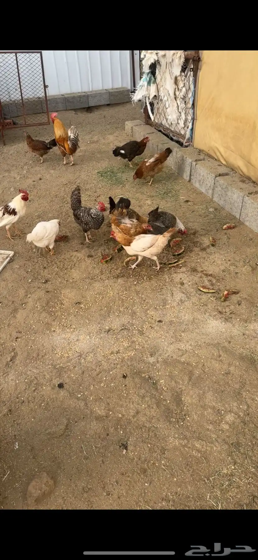 دجاج حضان 0