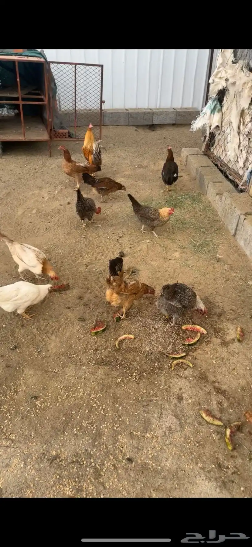 دجاج حضان 2