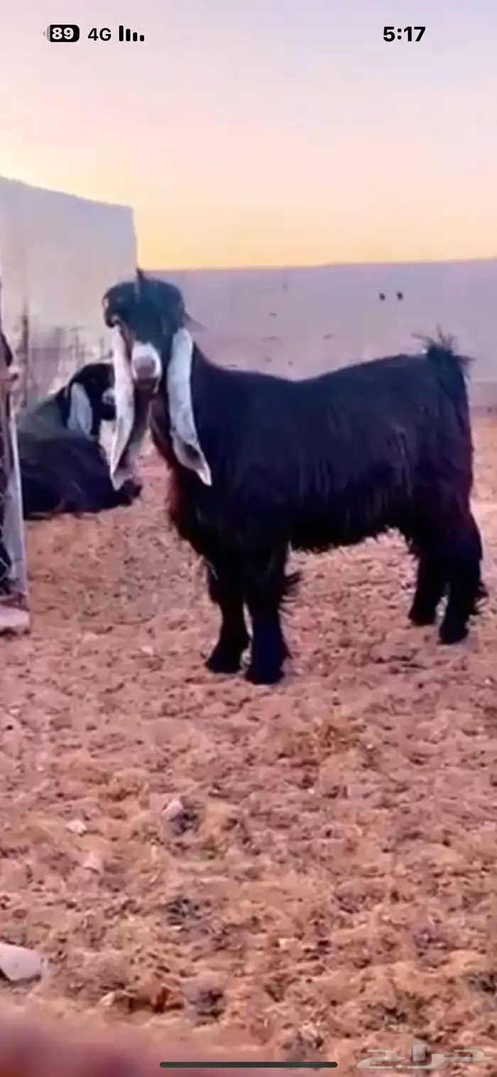 تيس عارضي صنف تم البيع 0