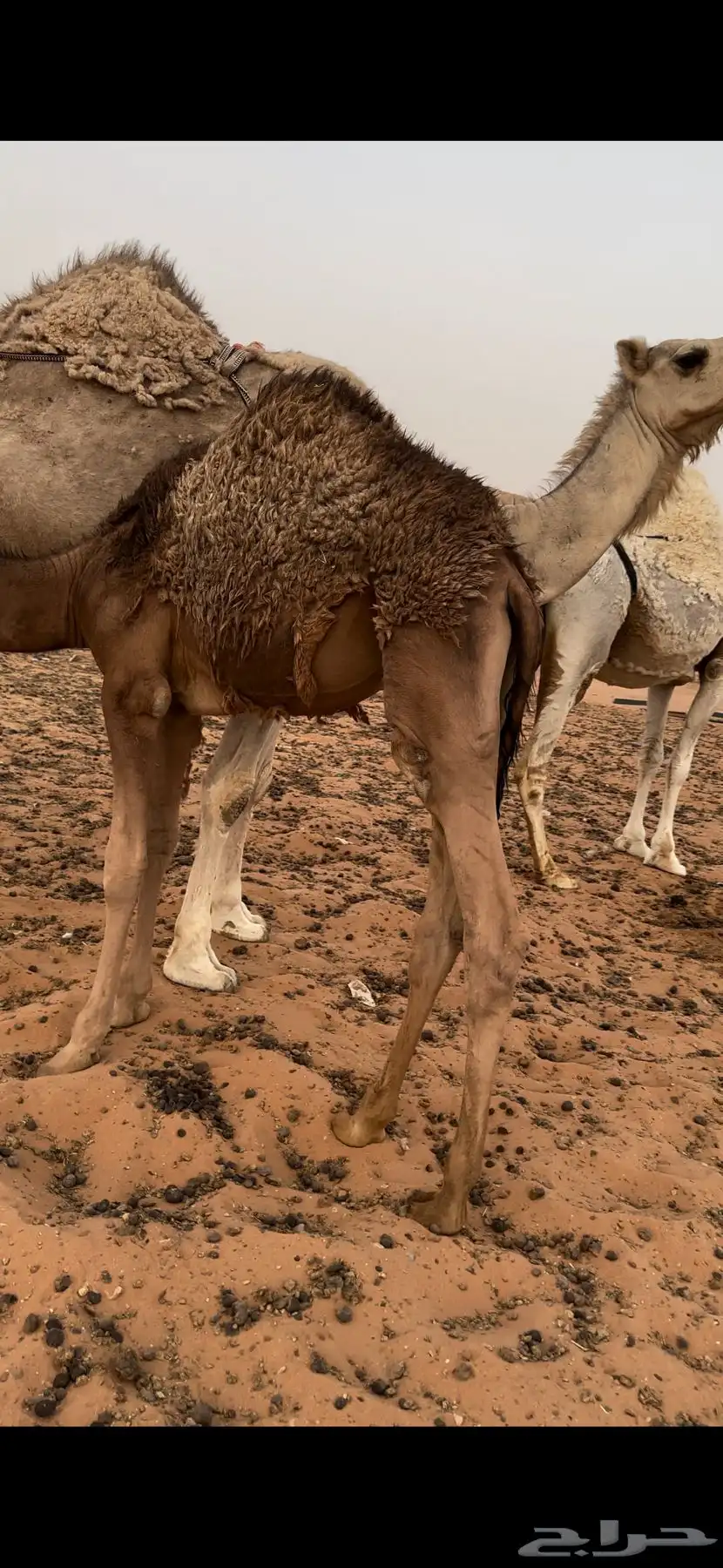 قعود لباني 6