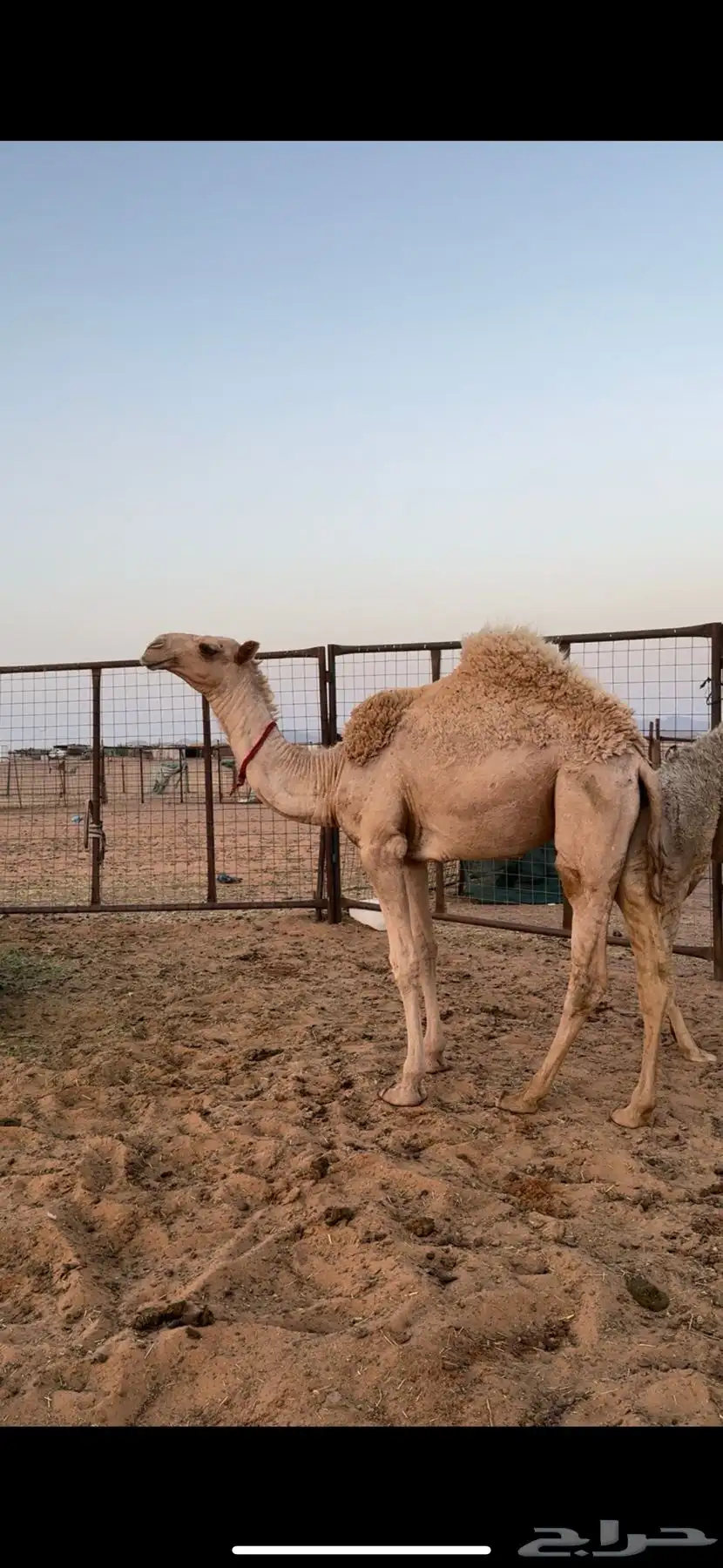 للبيع البكره 0