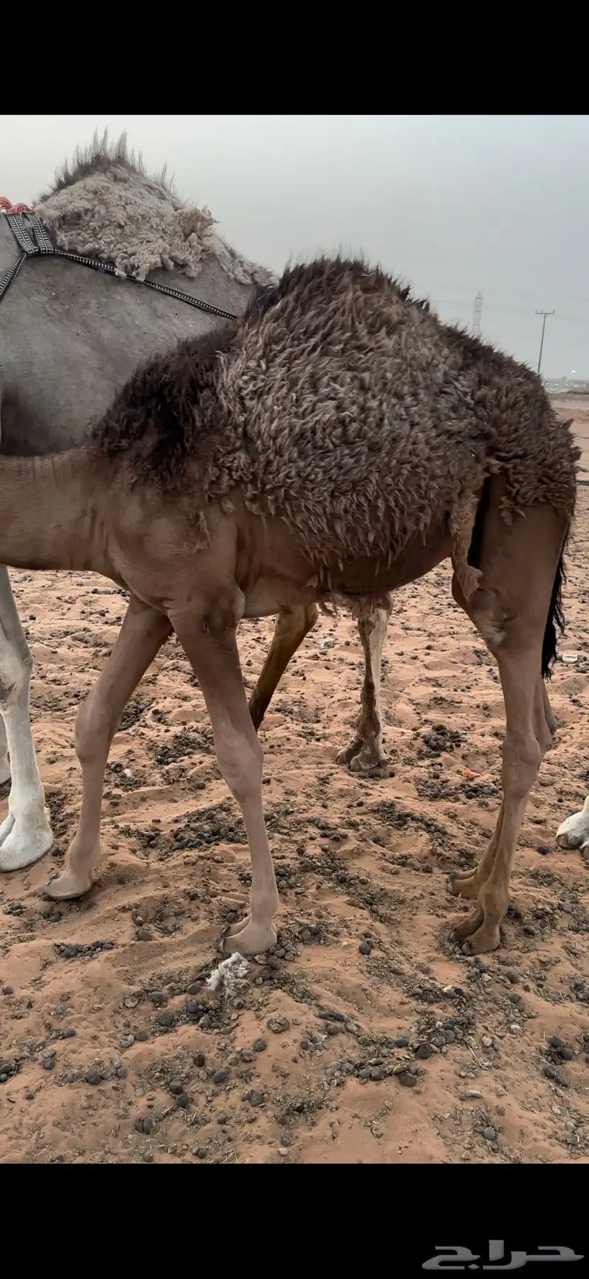 قعود لباني 1