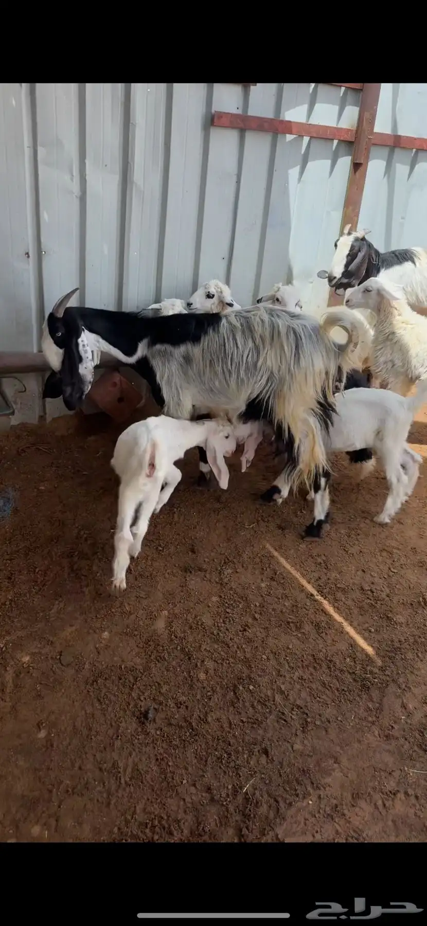عنزين مشاريك 4