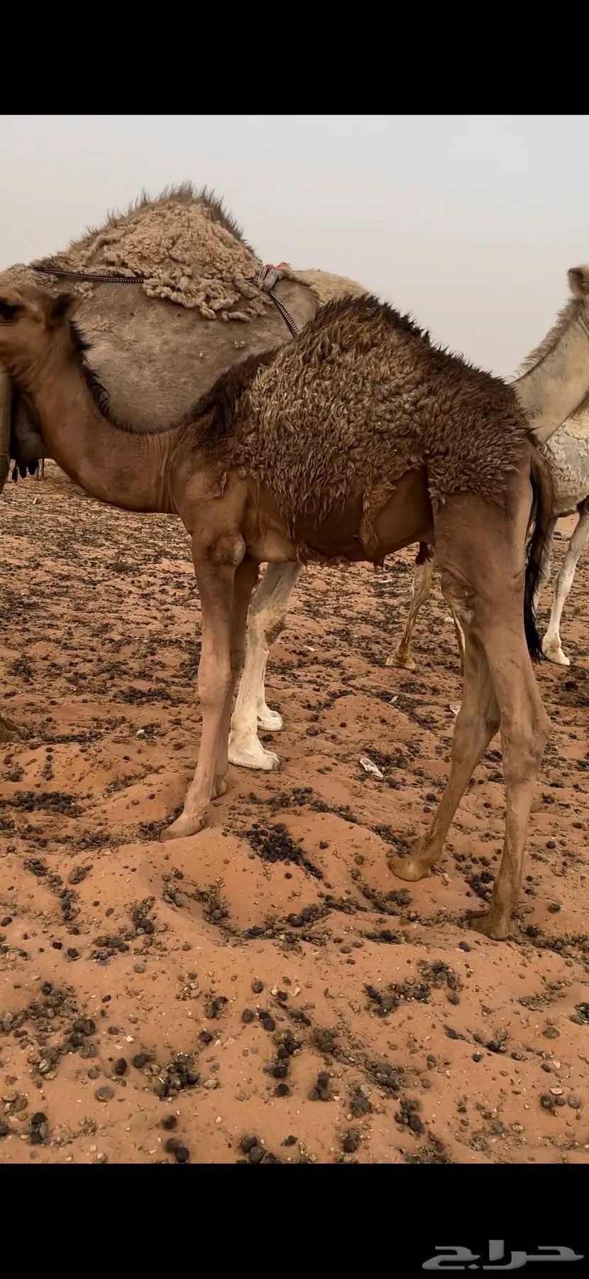 قعود لباني 4