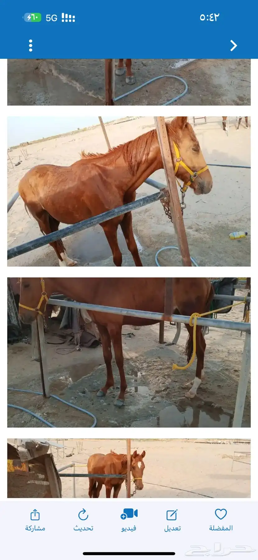 مهر شعبي 2