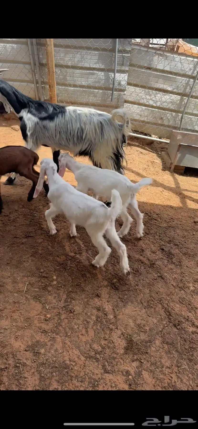 عنزين مشاريك 6