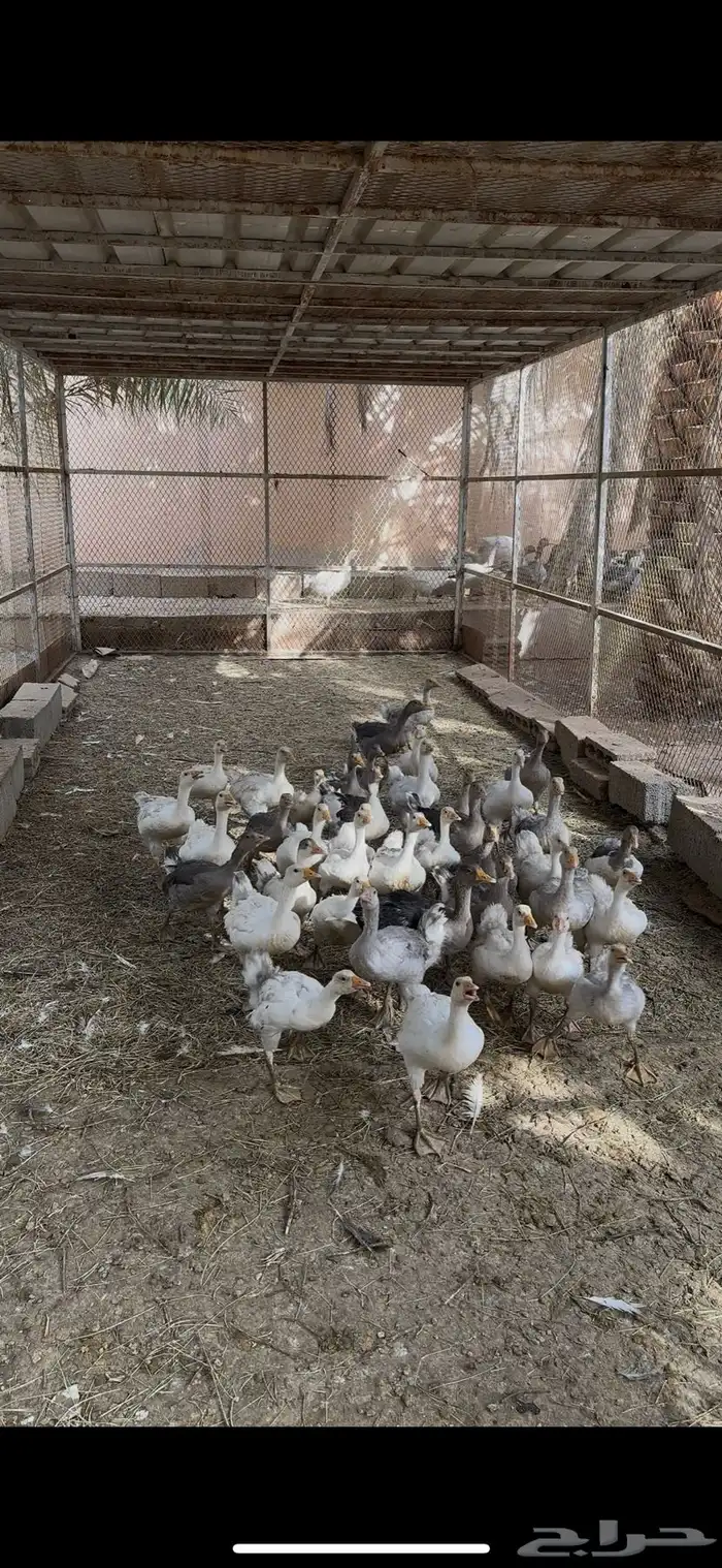وز بلدي 2