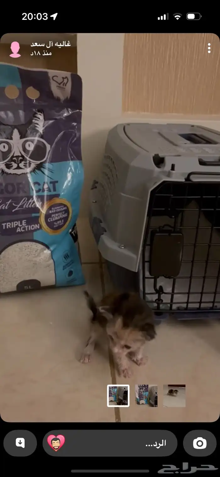 قطط مواليد 0