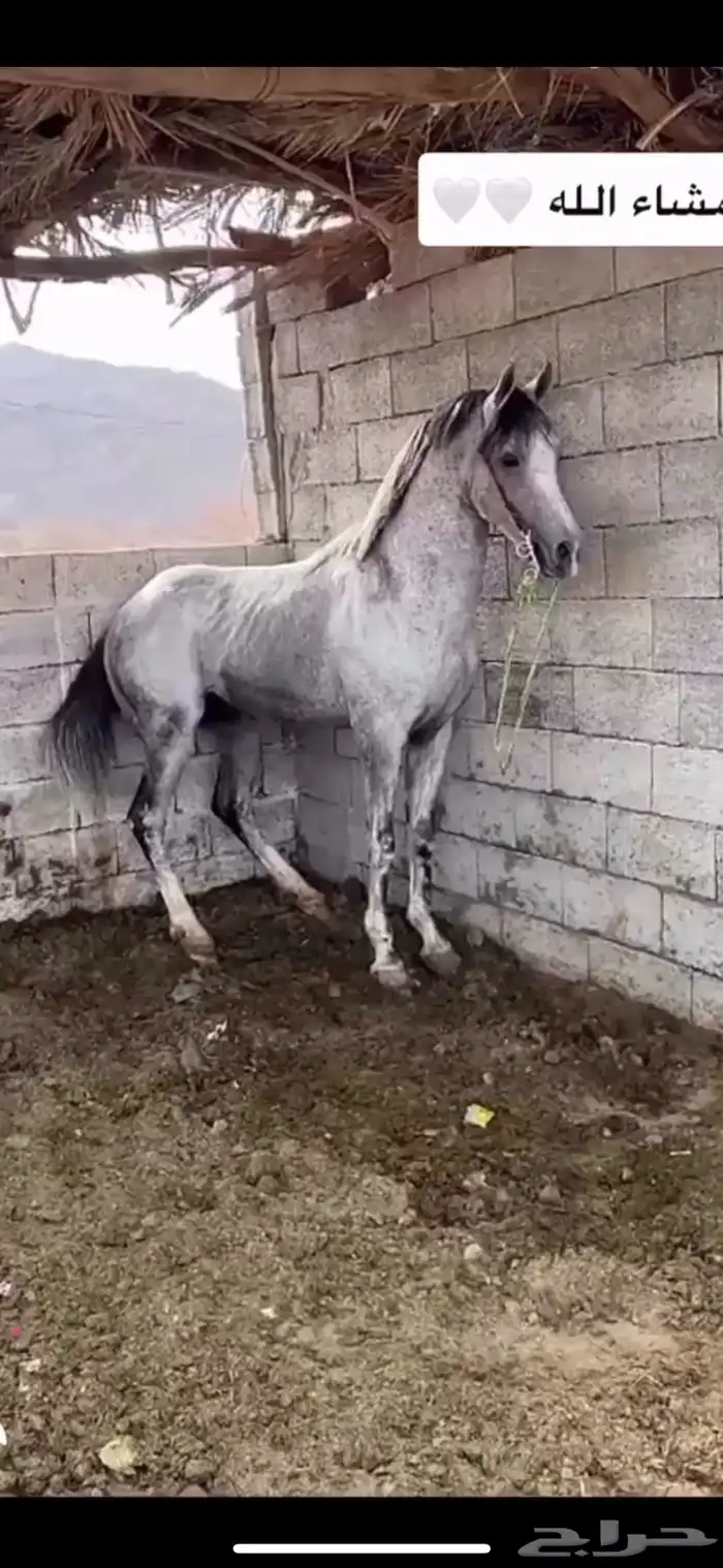حصان شعبي لاب الحزم لام شعبيه الطول 7ونص العمر 8 سنين 2