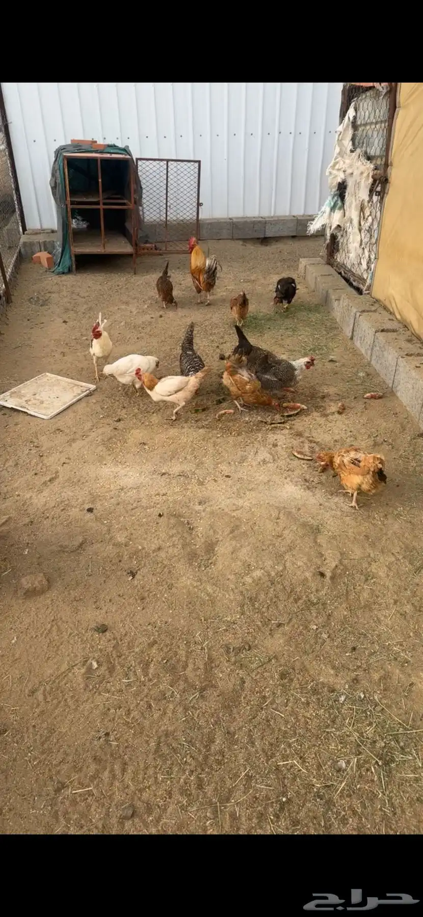 دجاج حضان 1