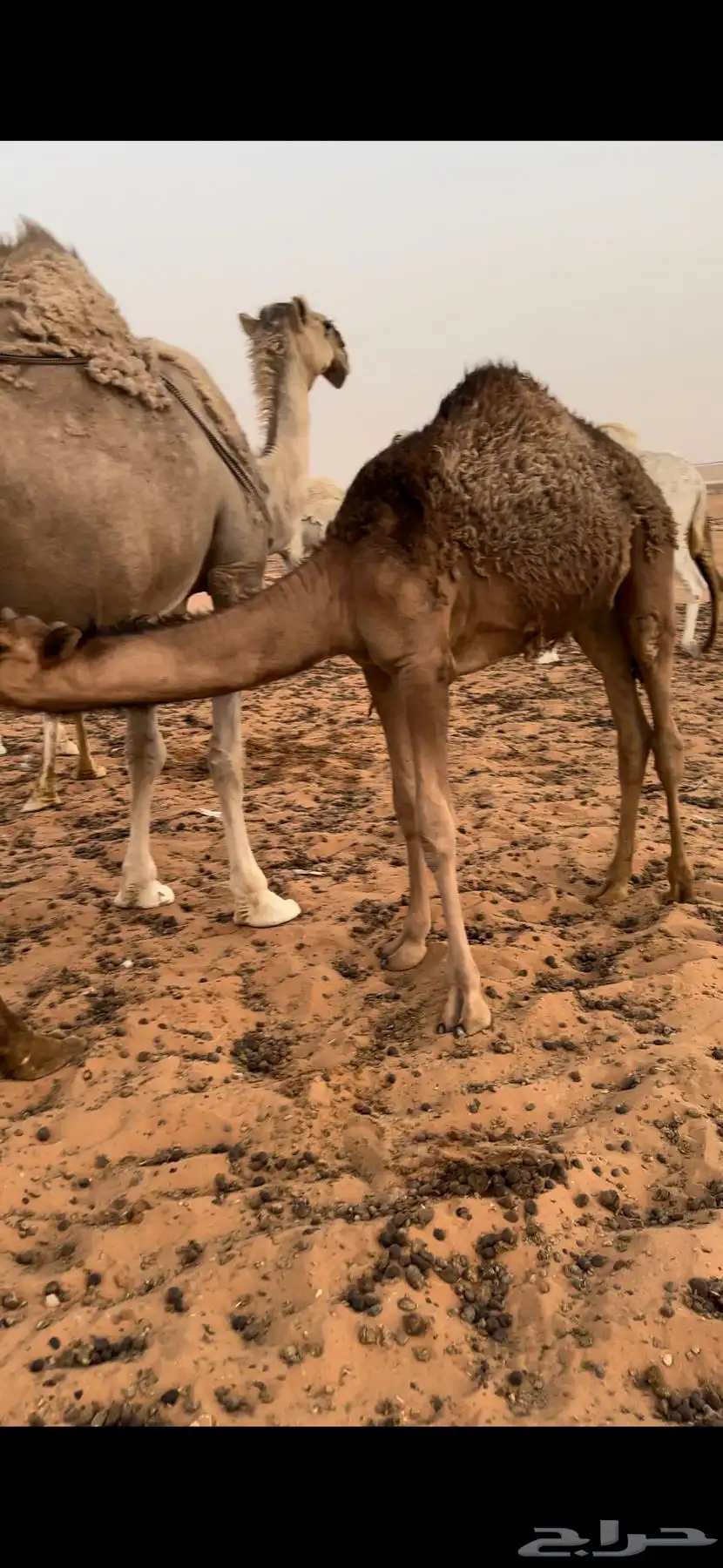 قعود لباني 0