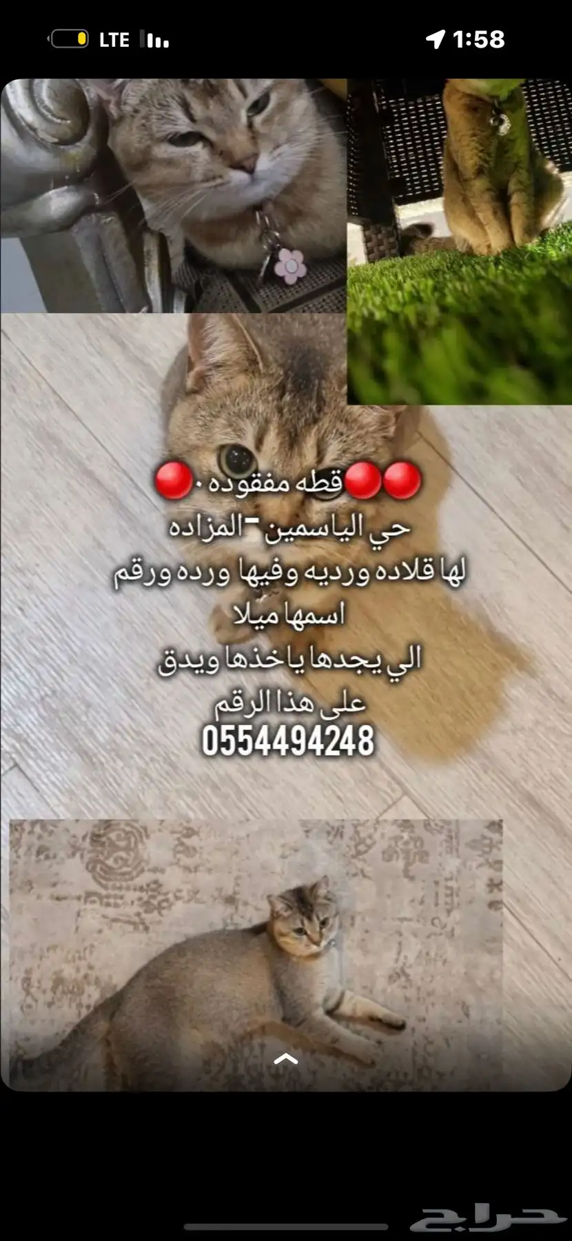 قطة مفقودة 0