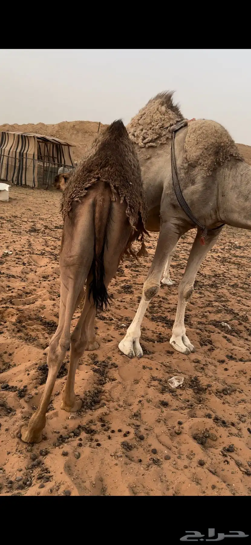 قعود لباني 5