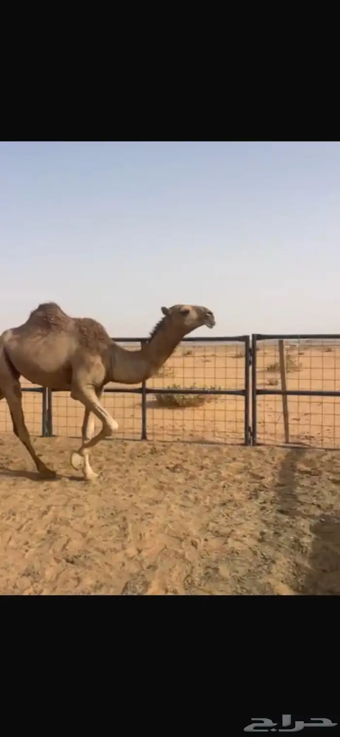 حشوان قعدان قصب وناقه عشراء وبكره حقه صفراء بضرماء 8