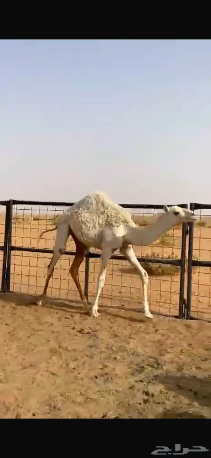 حشوان قعدان قصب وناقه عشراء وبكره حقه صفراء بضرماء 3