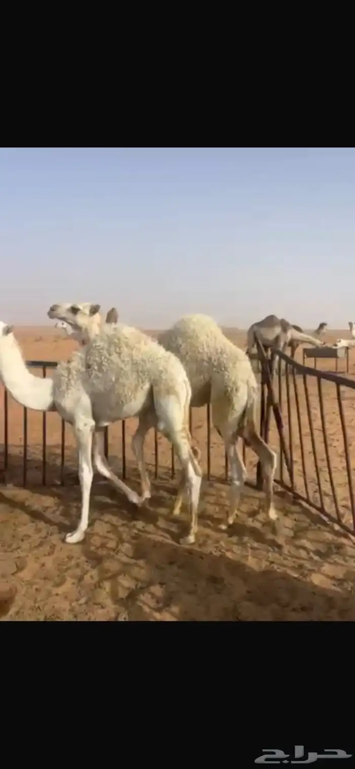 حشوان قعدان قصب وناقه عشراء وبكره حقه صفراء بضرماء 0