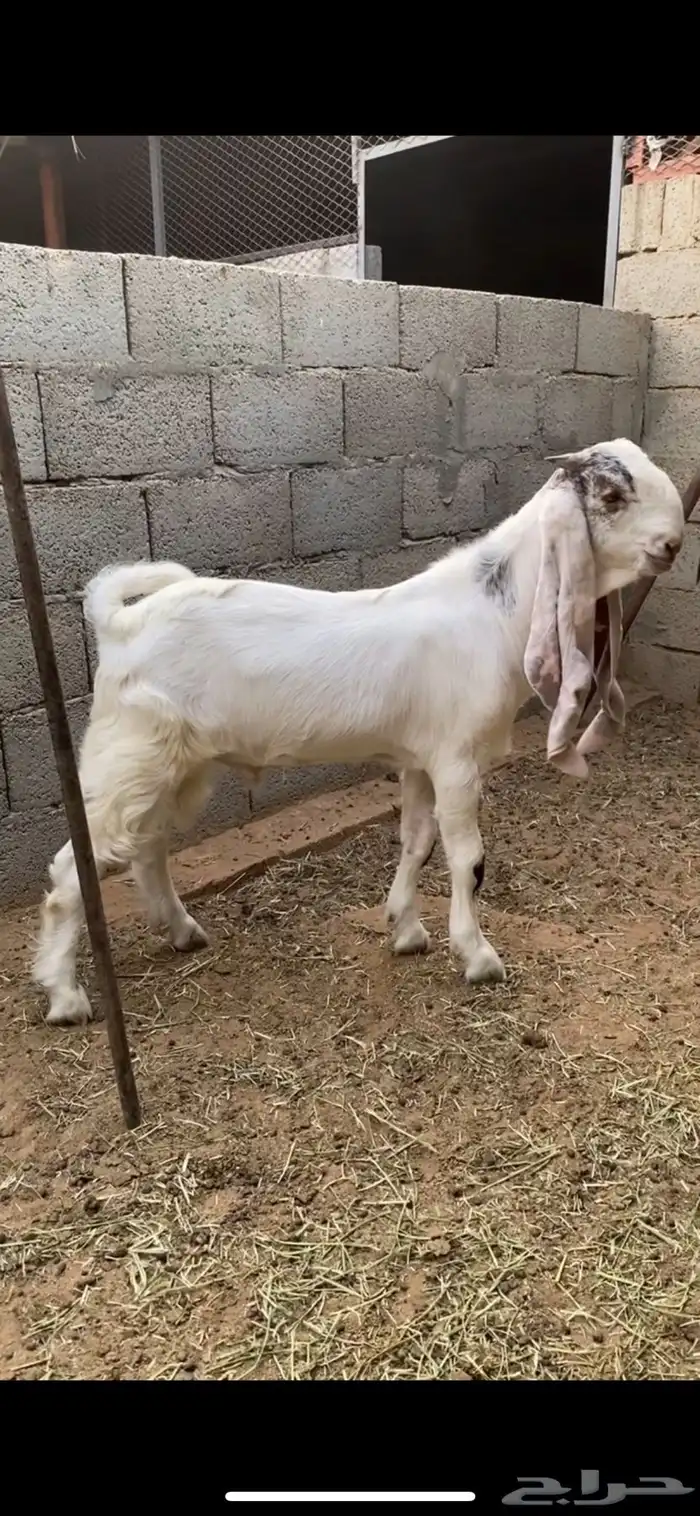 تيس مشروع فحل 0