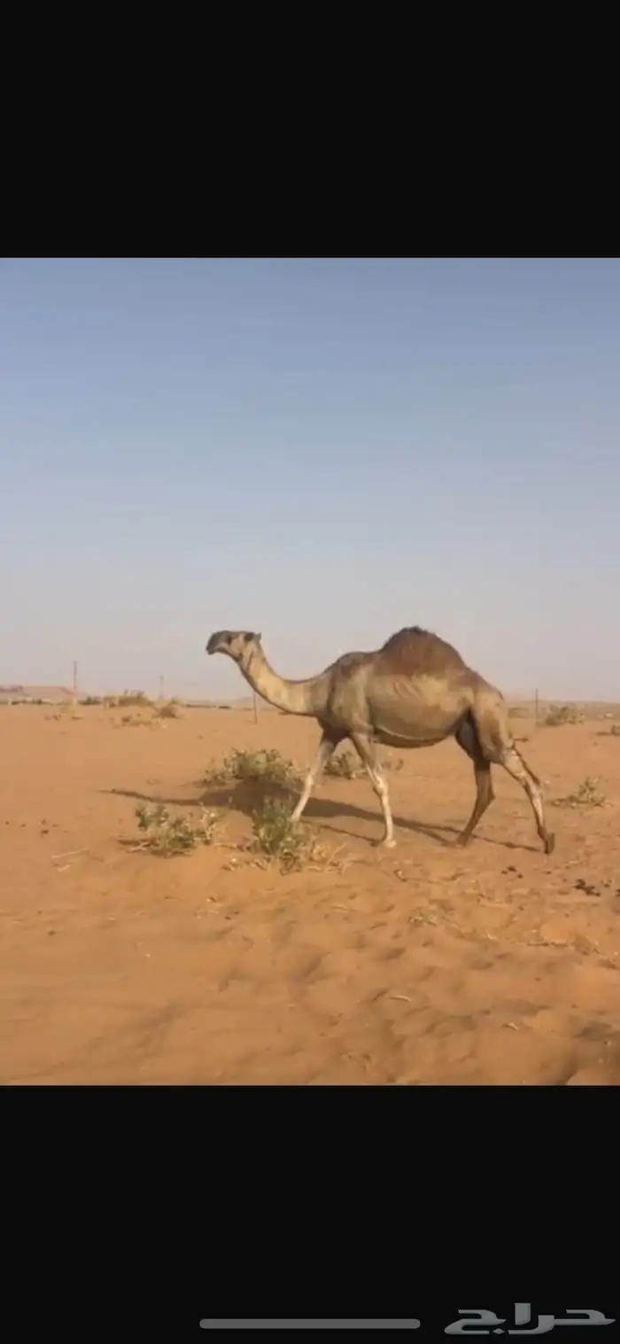حشوان قعدان قصب وناقه عشراء وبكره حقه صفراء بضرماء 12