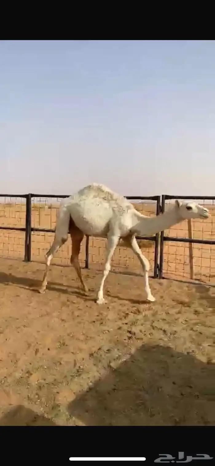 حشوان قعدان قصب وناقه عشراء وبكره حقه صفراء بضرماء 1