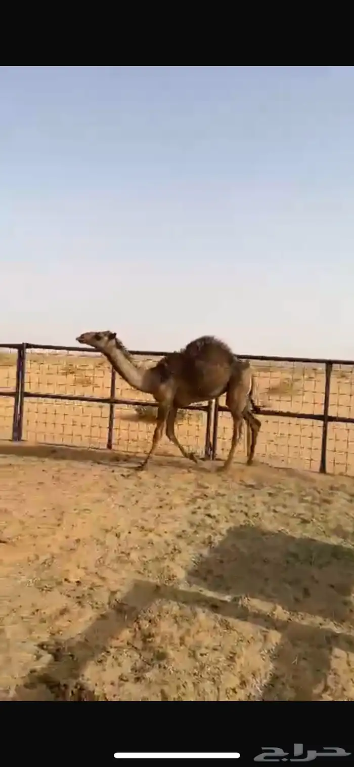 حشوان قعدان قصب وناقه عشراء وبكره حقه صفراء بضرماء 6