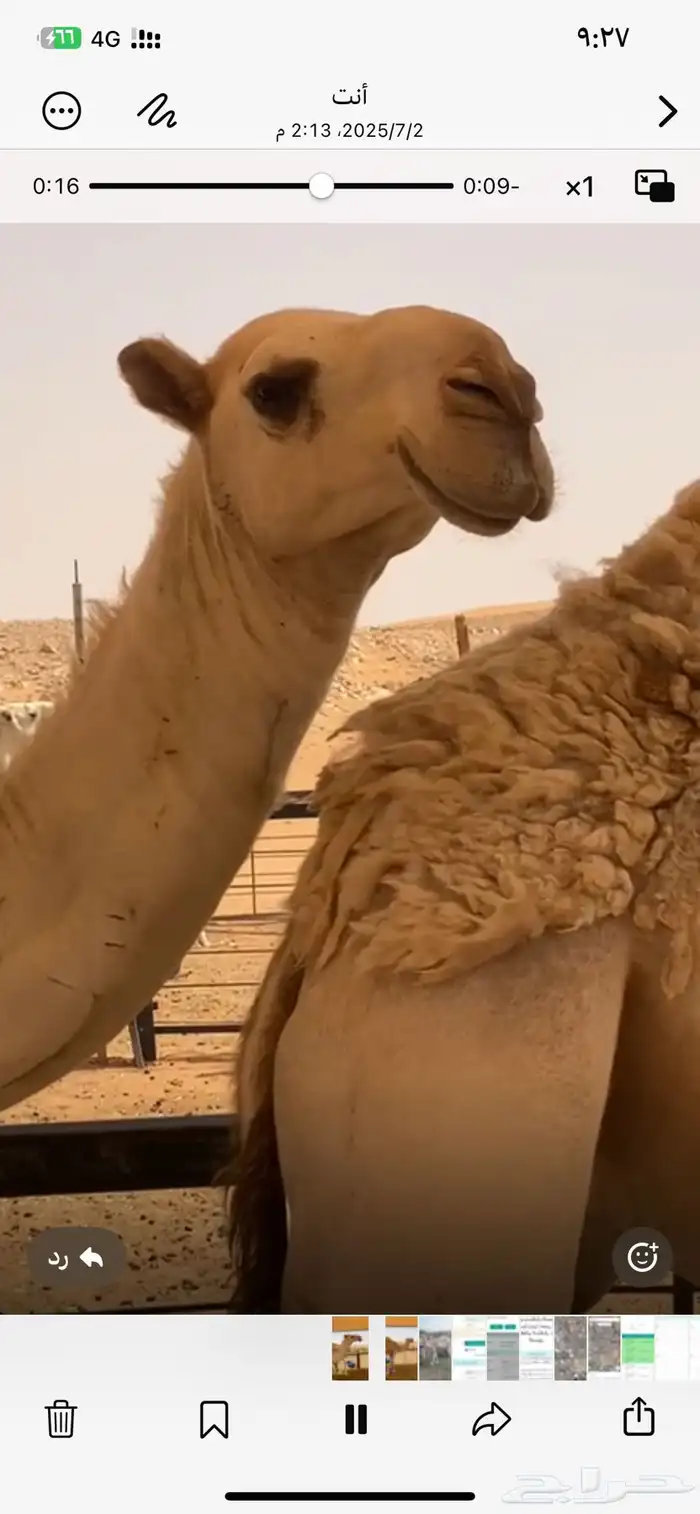 للبيع قعود لقي اوضح 1