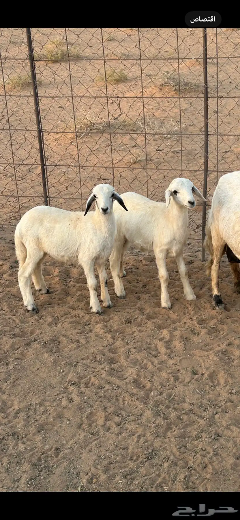 خروف و رخل للبيع 0