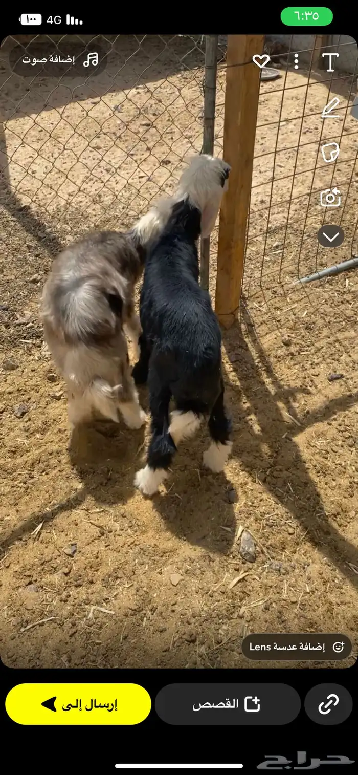 دواغير نجد شرط 1