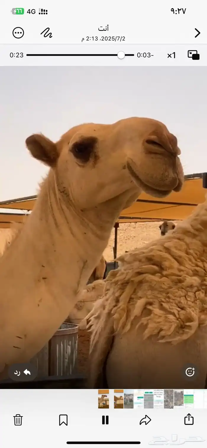 للبيع قعود لقي اوضح 0
