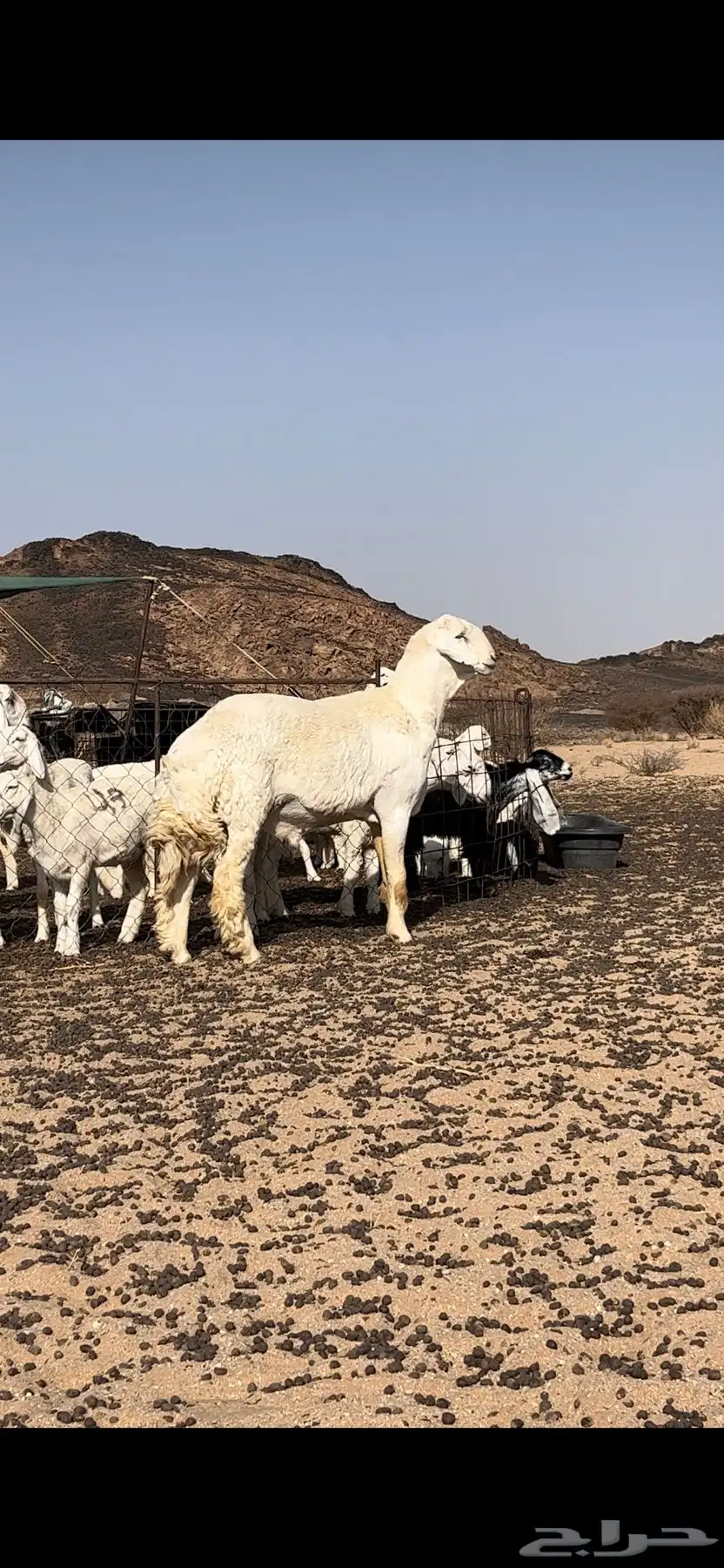 فحل حري صنف الصنف 2