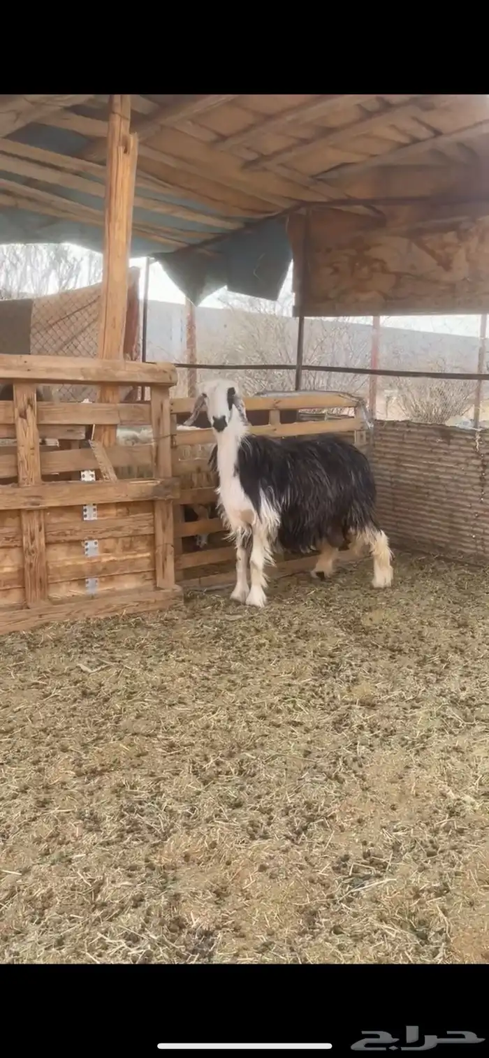 نجديه طيبه(( تم البيع)) 0