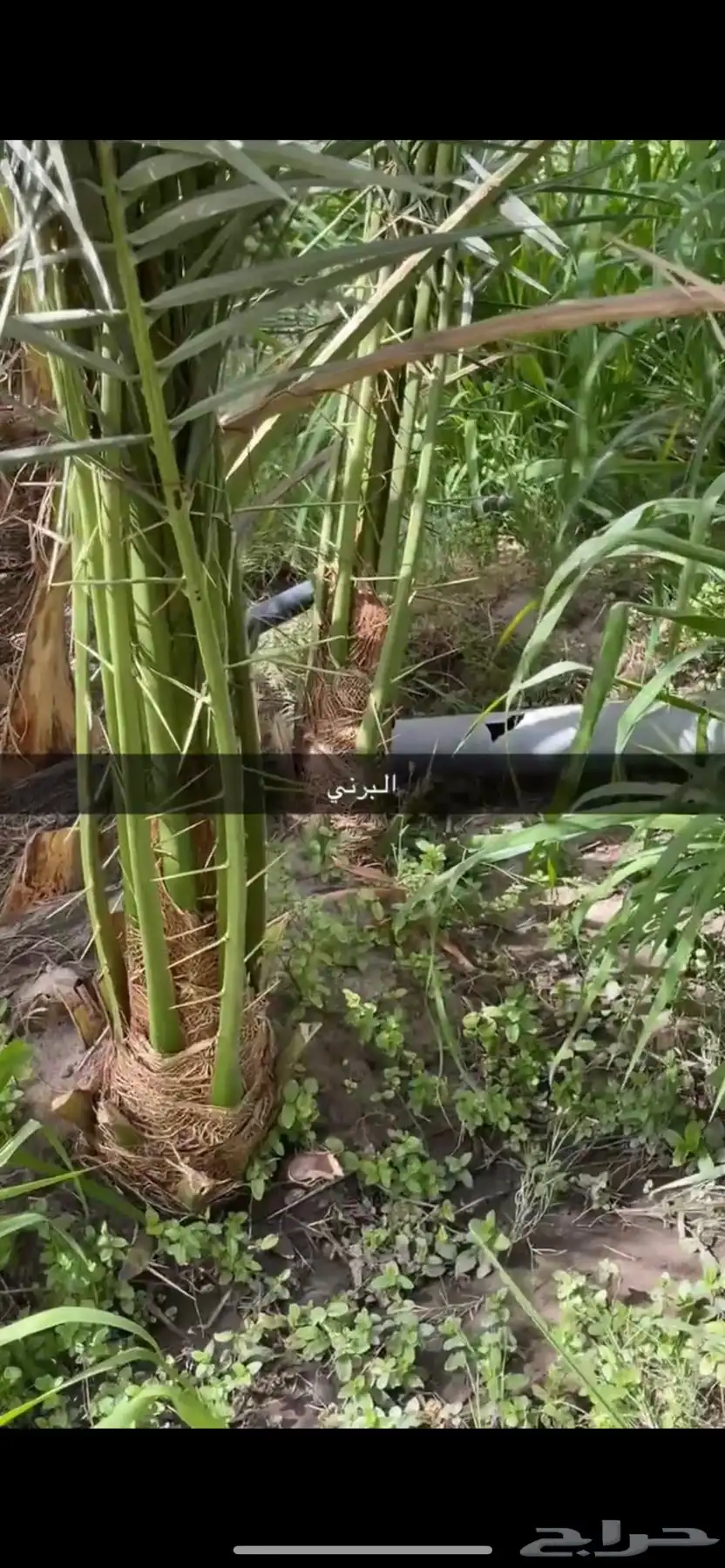 جثيث فسايل برني وشكل 1