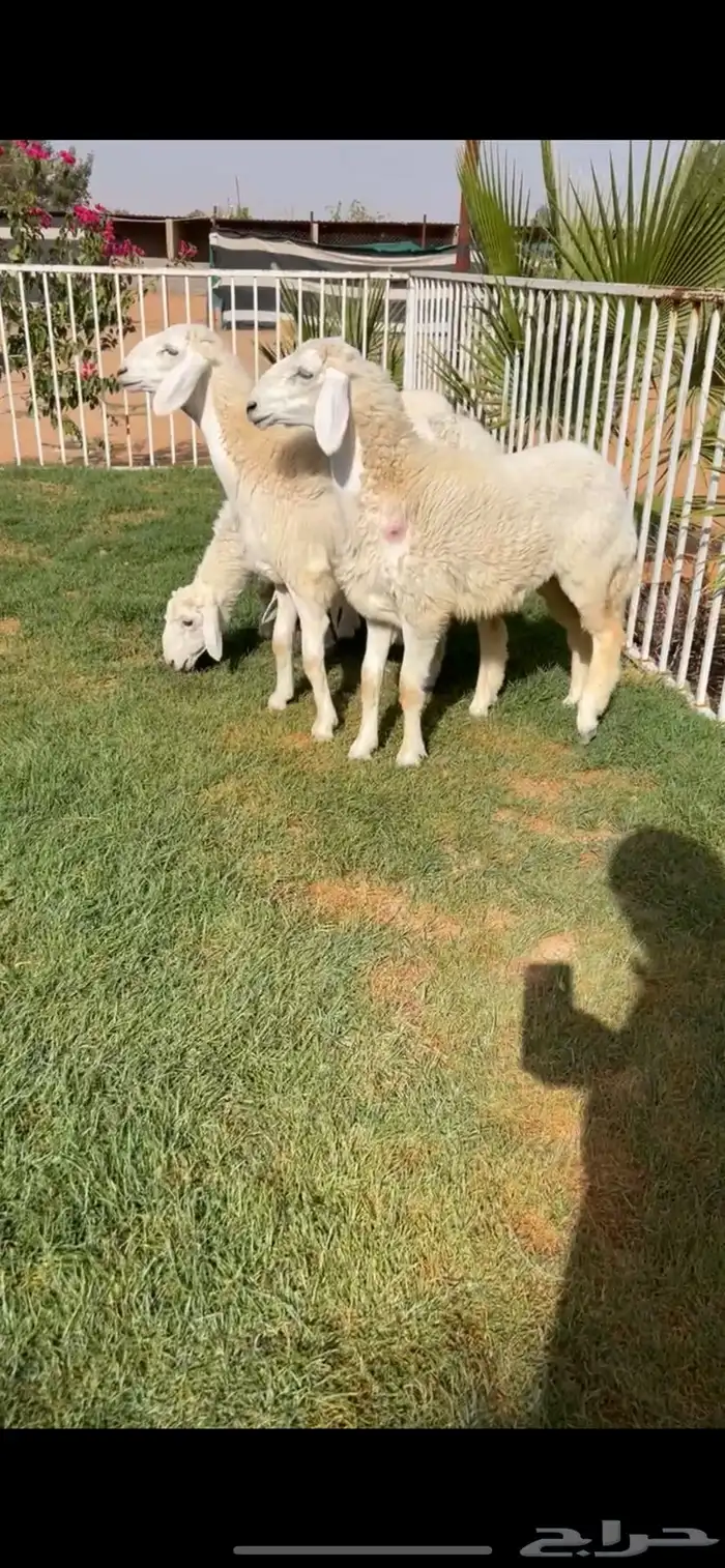 للبيع جذعات حريات كفففو تتتم البيع 2
