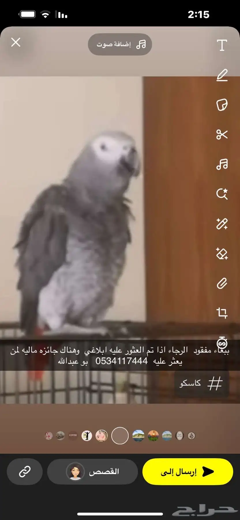 ببغاء ضايع الهفوف النسيم الرقم 0