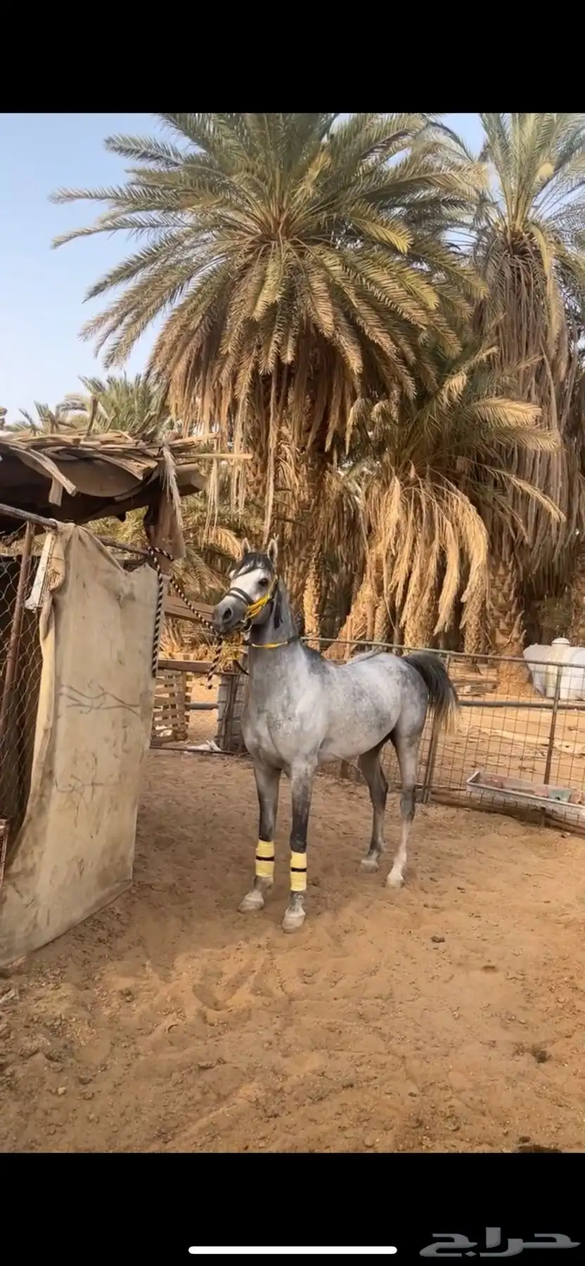 حصان شعبي 0