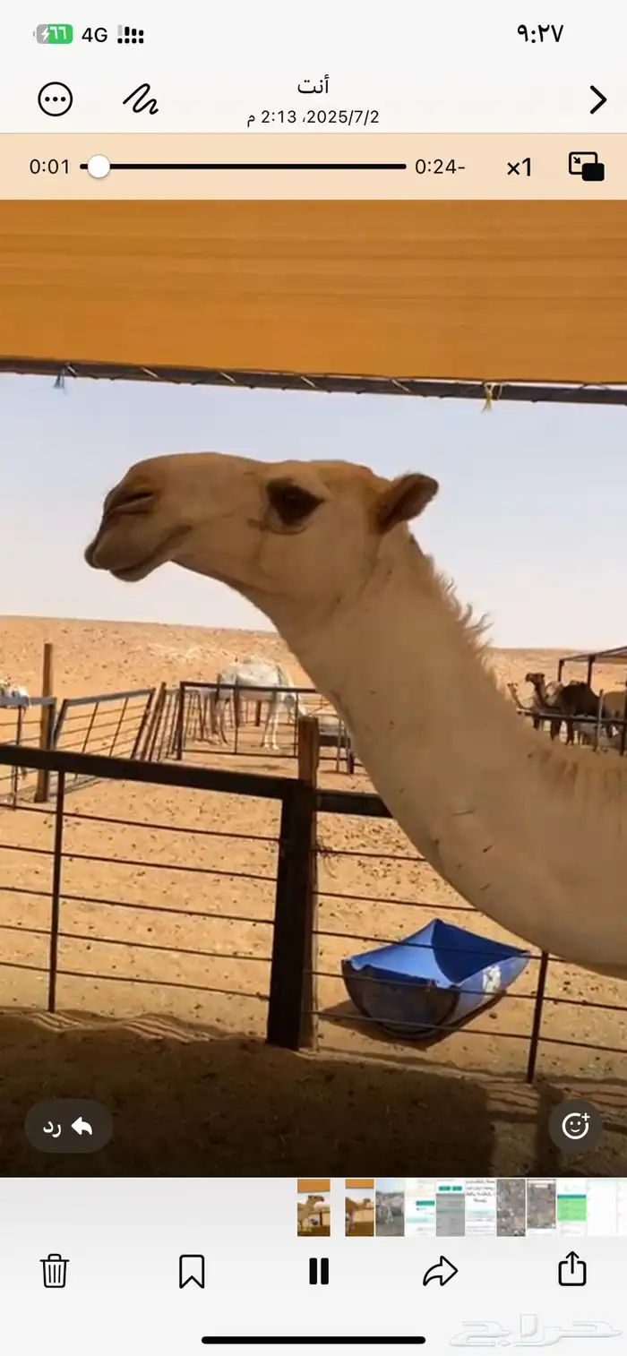 للبيع قعود لقي اوضح 3