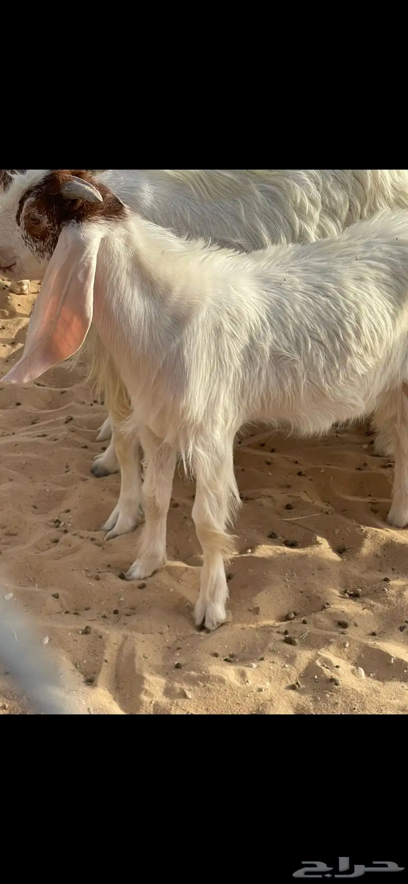 تيس مشروك 1
