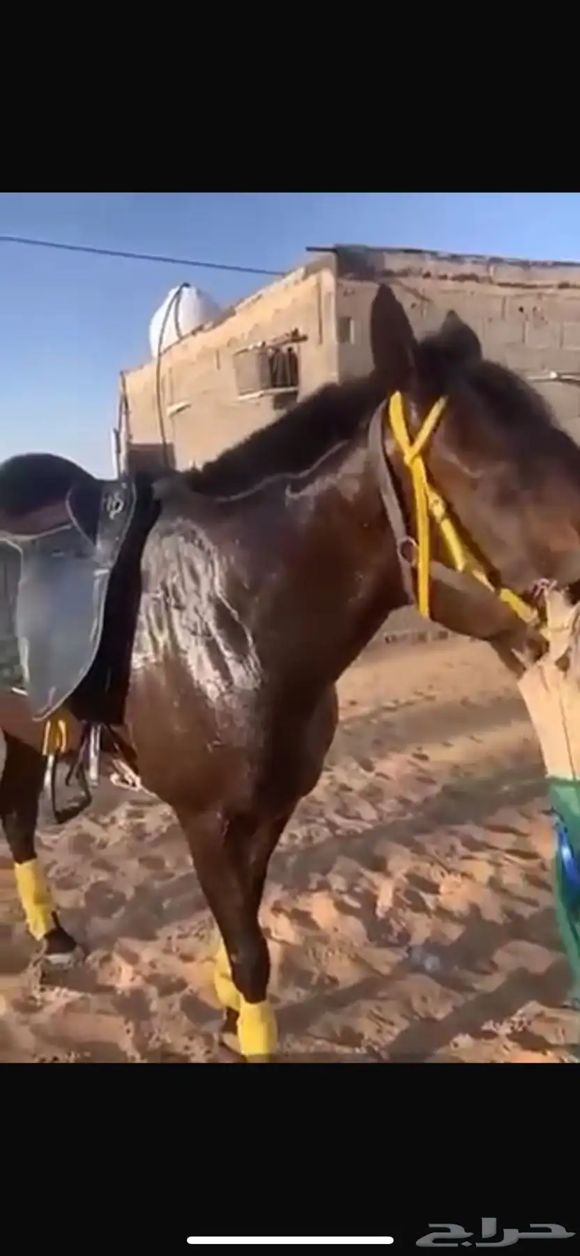 خيل انقليزي 1