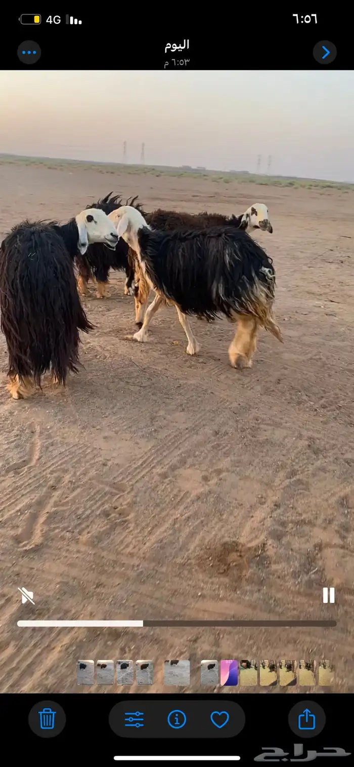 للبيع غنم حيل 5