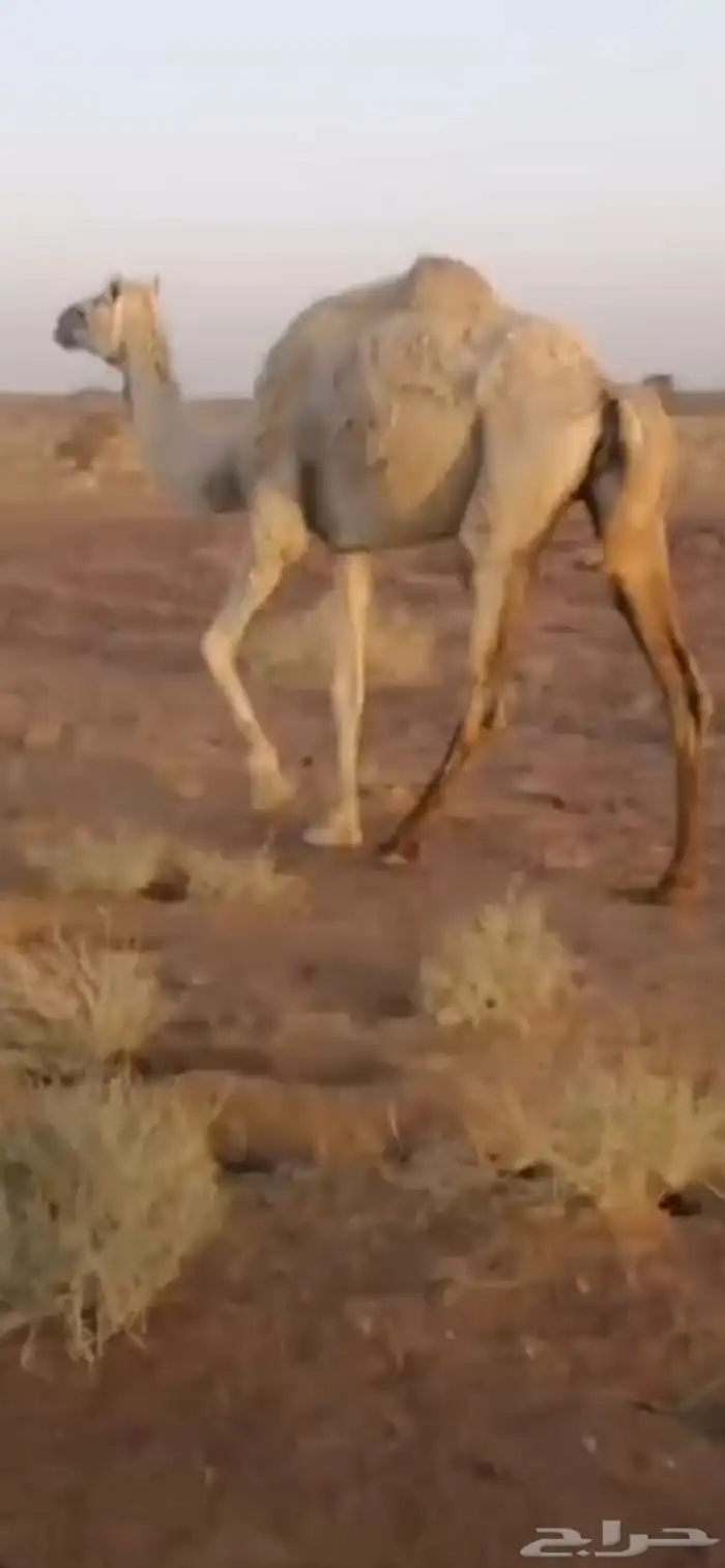 بنت حبيب جهينه 1
