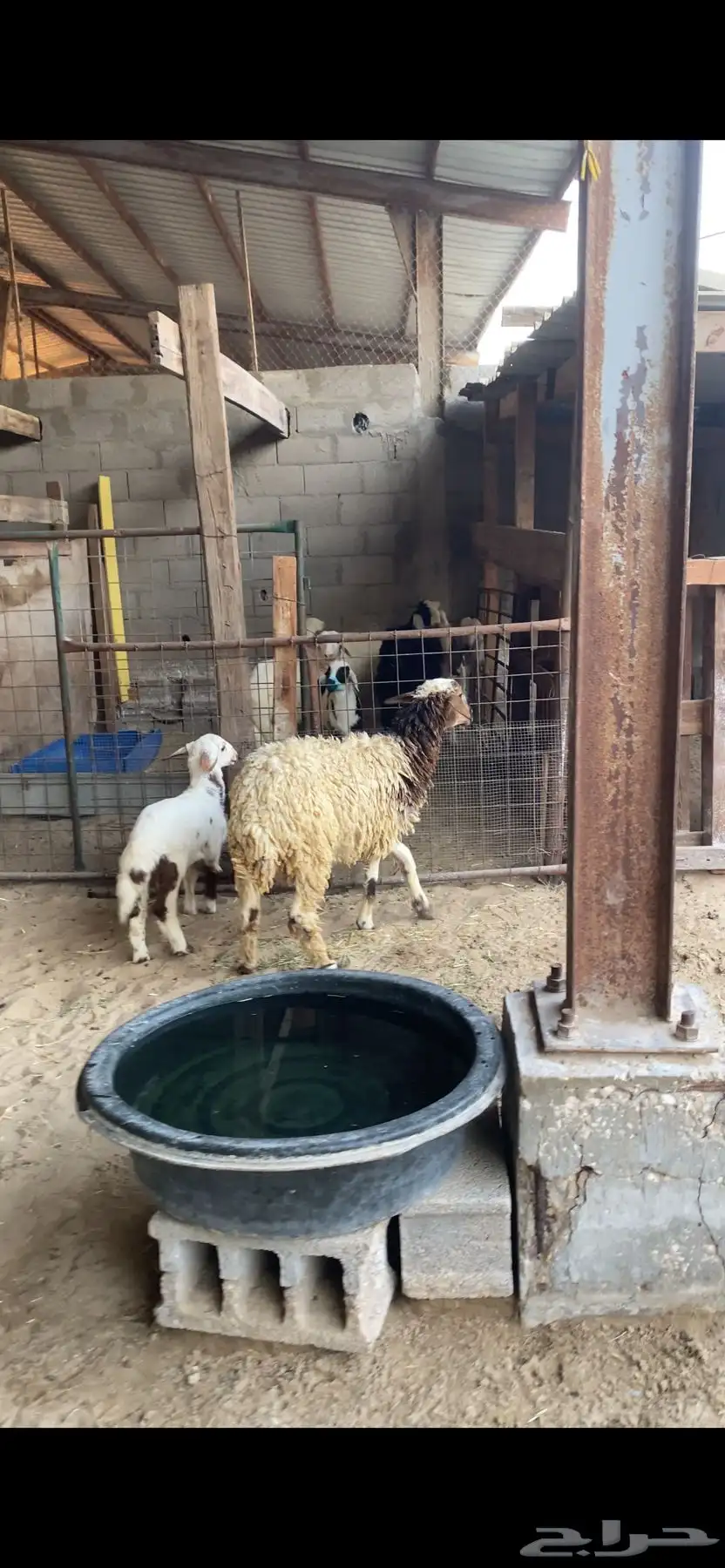 غنم 1