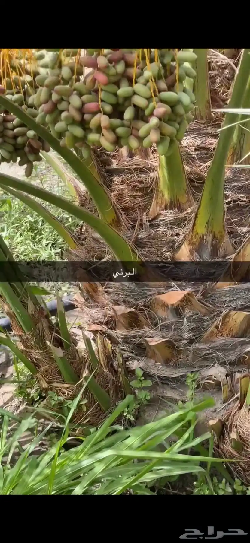 جثيث فسايل برني وشكل 0