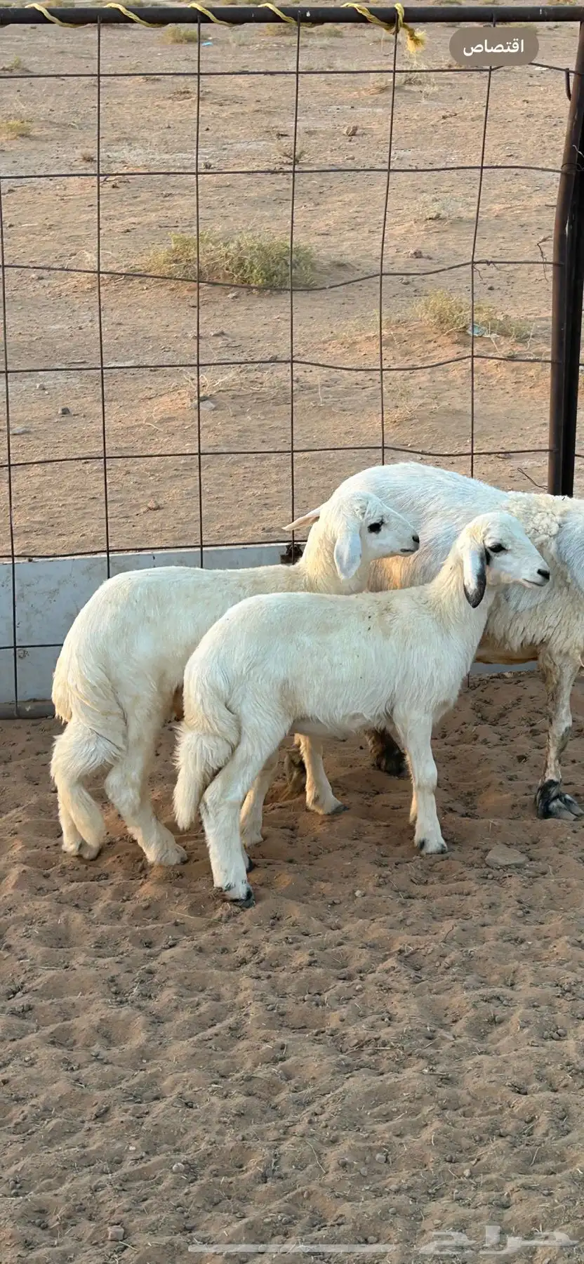 خروف و رخل للبيع 1