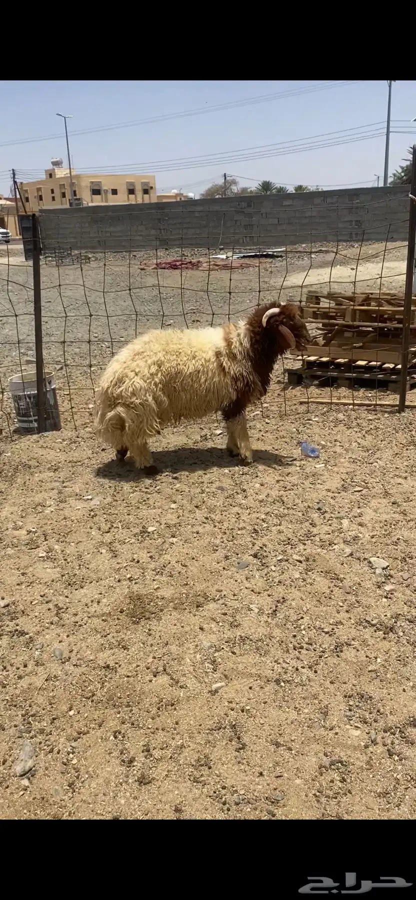 نعيم 1