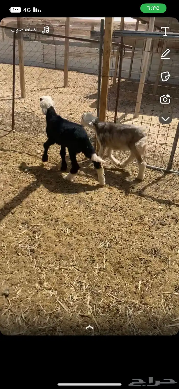 دواغير نجد شرط 0