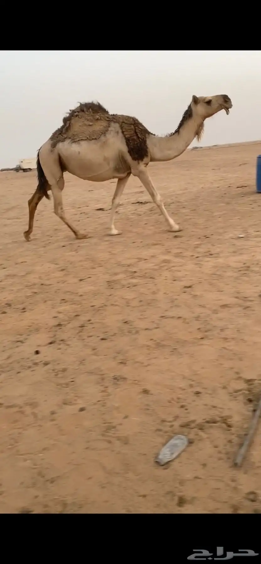 عشرا ضروبه 0