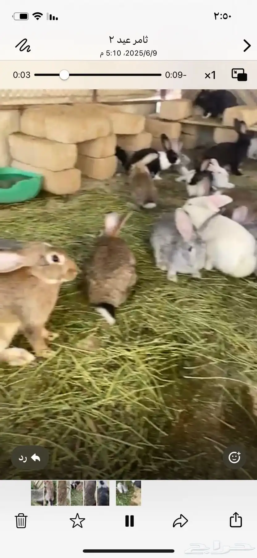 ارانب بلدي منتجه 2