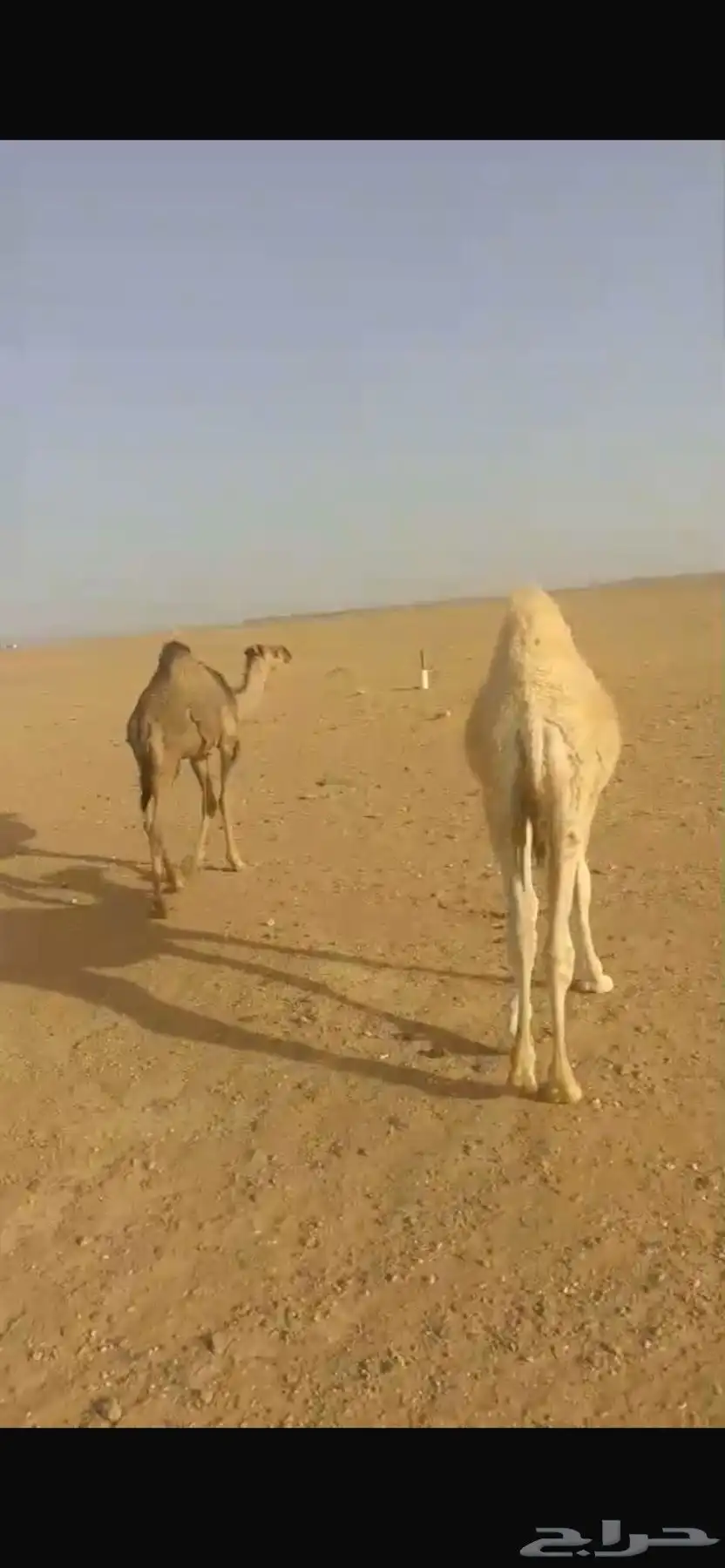 قعدان للبيع 1