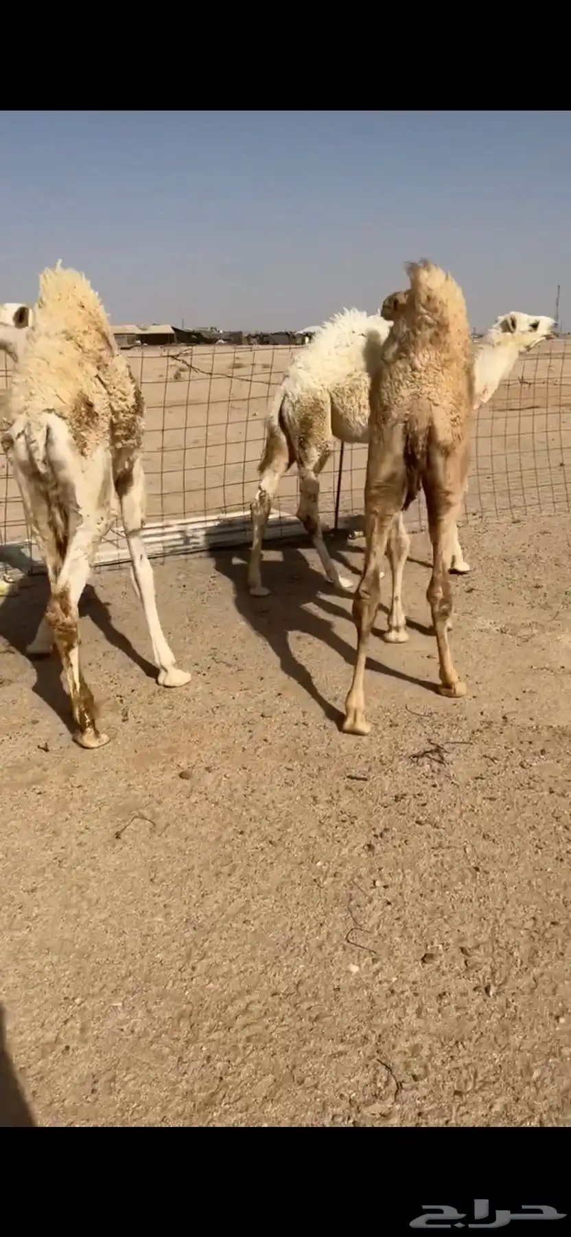 حشو فاخره 0
