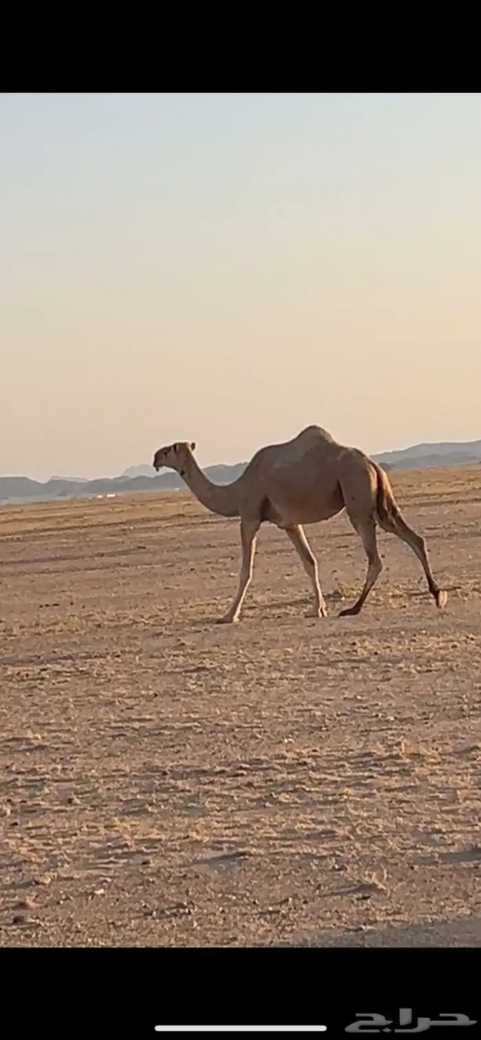 للبيع الناقه 0